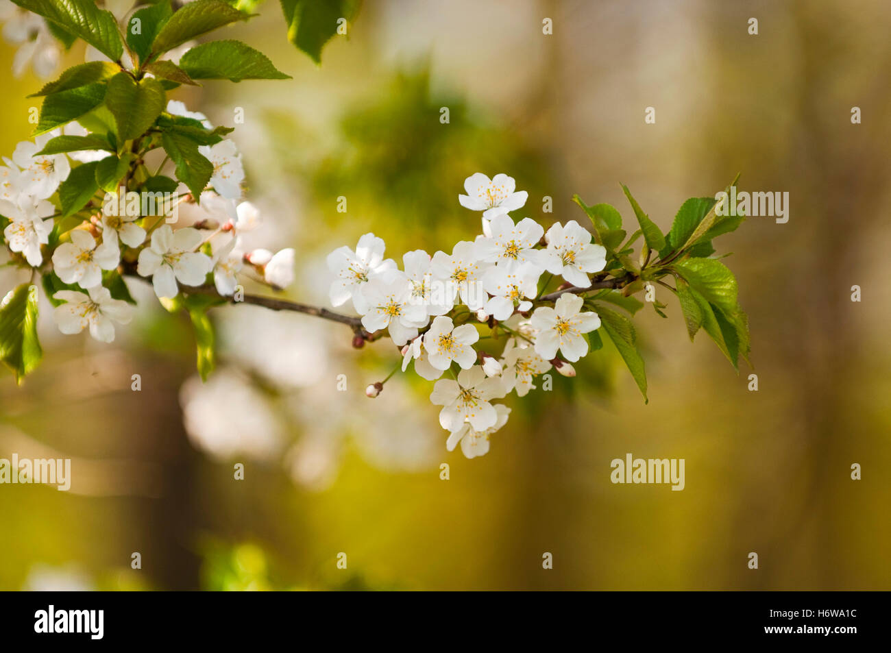 Fiori di Ciliegio selvatico albero in primavera Foto Stock