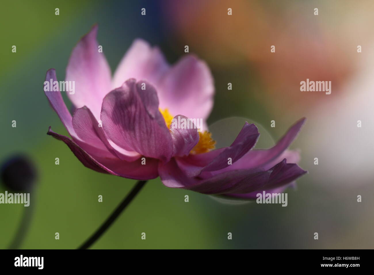 Anemone giapponese Foto Stock