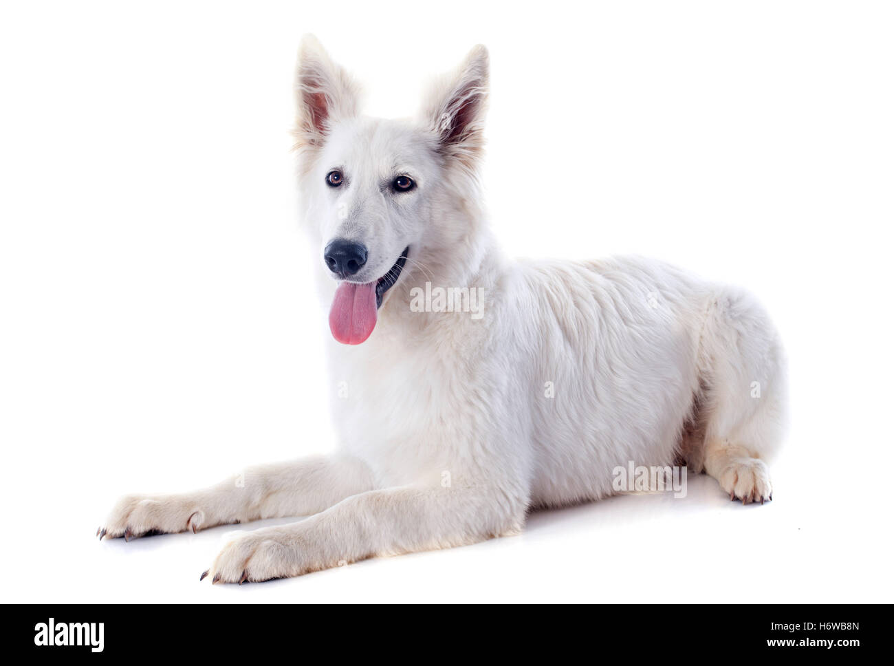 Animale cane pastore svizzero isolato bianco animali domestici studio cucciolo adulti adulti giovani più giovane pastore svizzero tedesco tedesco di cultura Foto Stock