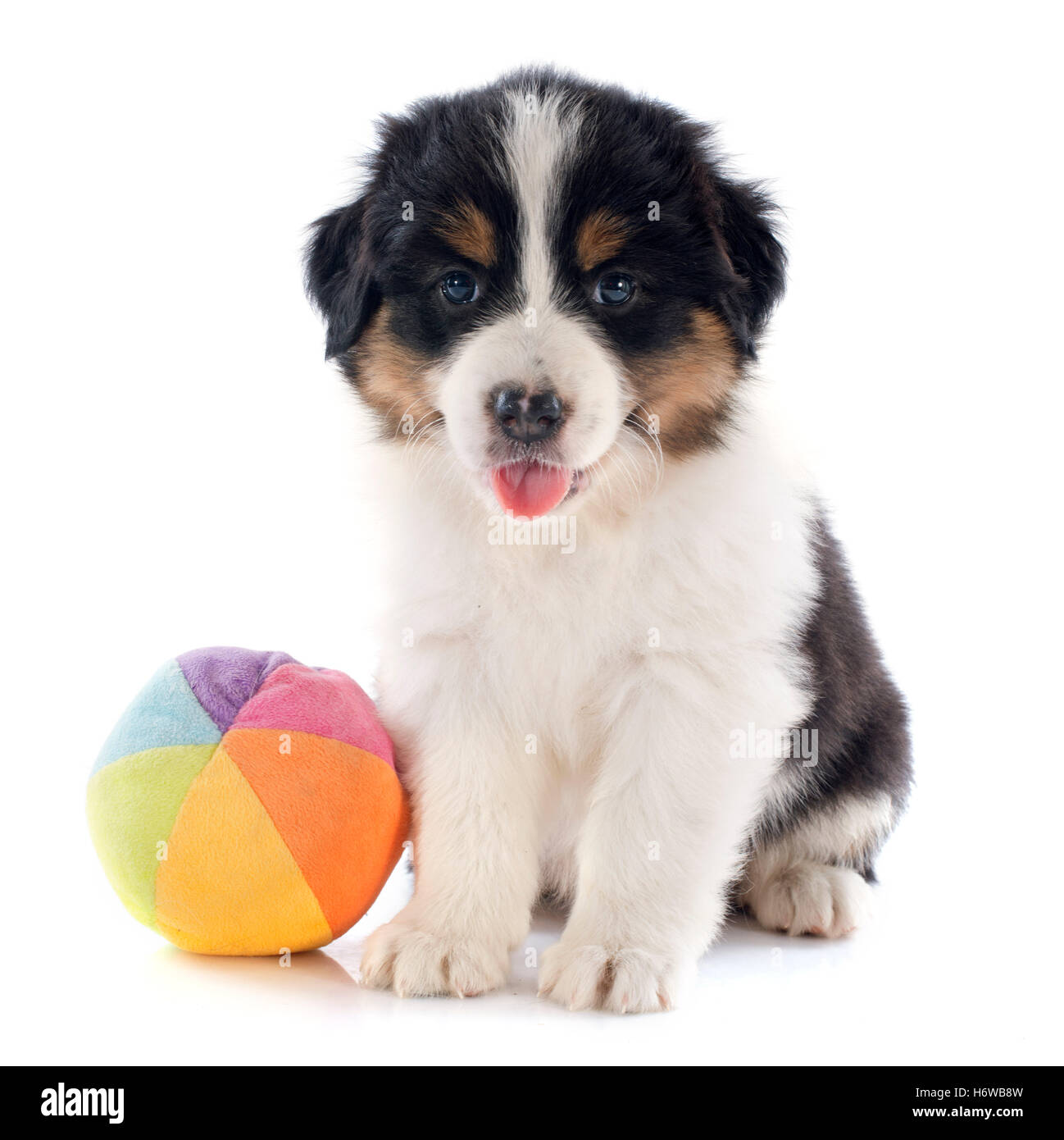Gioco gioco nei tornei giocando gioca palla giocata cane cucciolo giocattolo studio one mettere seduta sit canine lieto abbastanza ambizioso Foto Stock