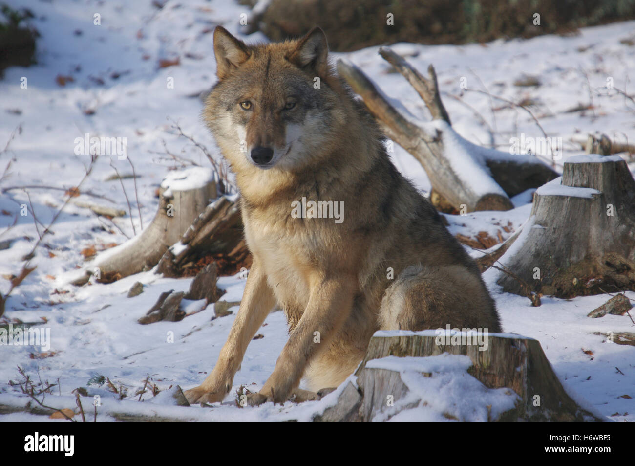 Parco nazionale di hunter predator wolf deserto caccia chase bandit raider inverno parco nazionale wild hunter di conservazione Foto Stock