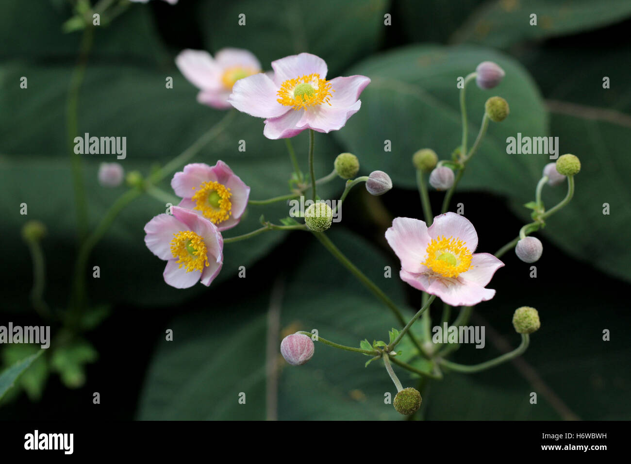 Anemone Foto Stock