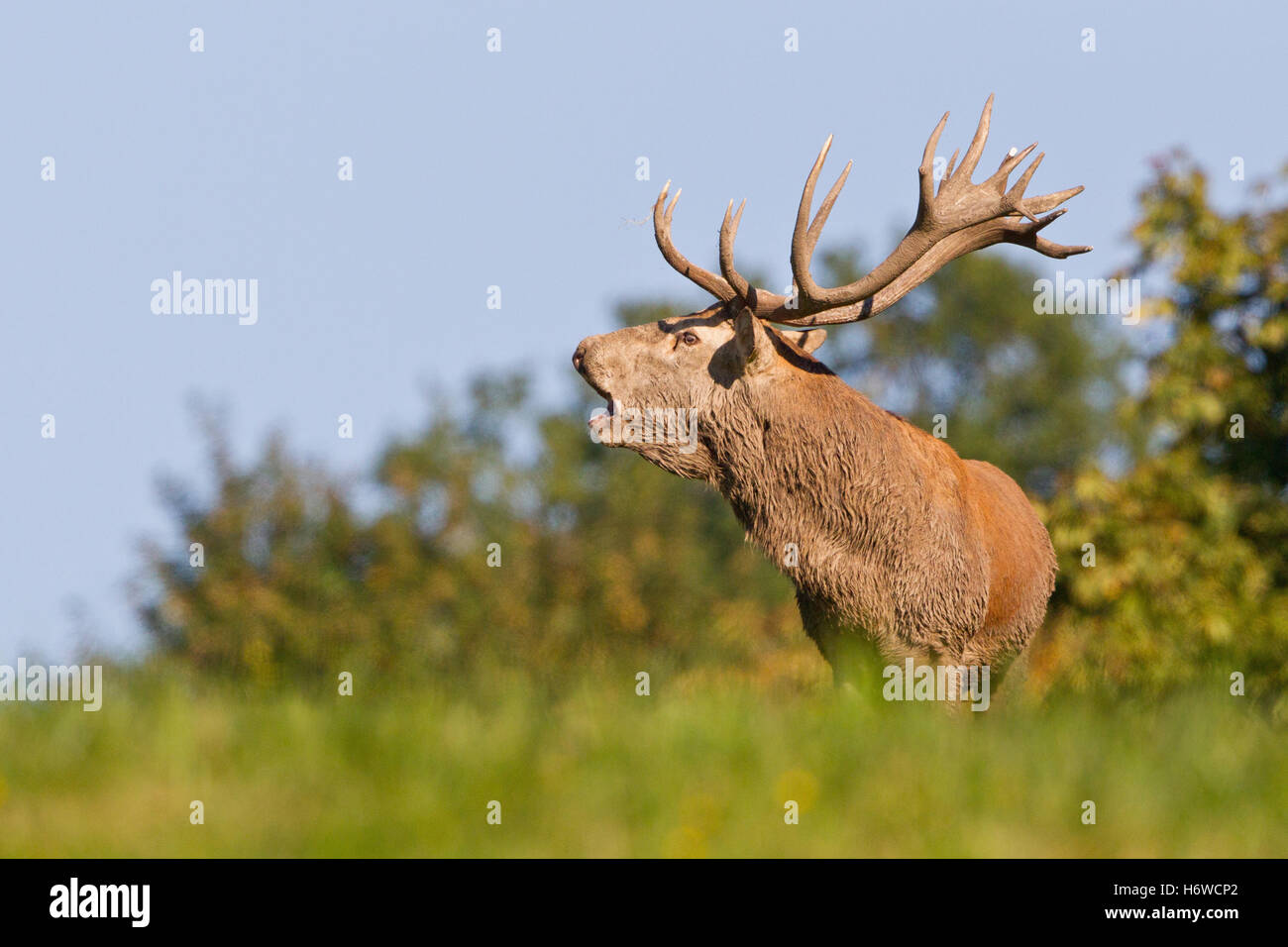 Red deer Foto Stock