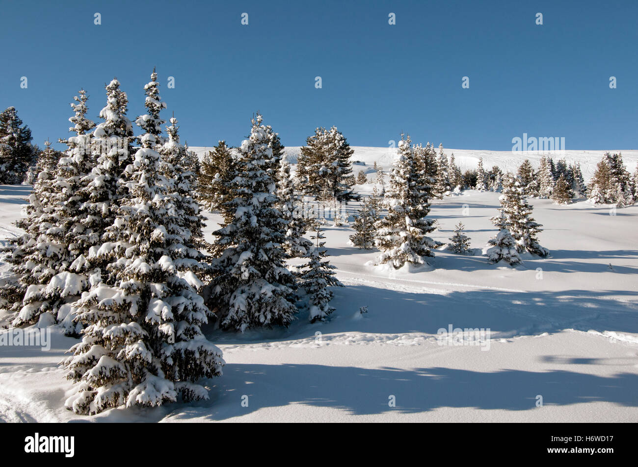 Inverno in montagna ambiente ambiente Tree Hill park paradiso invernale paradiso pino di legno nuovo cloud alp neve coke materiale di cocaina Foto Stock