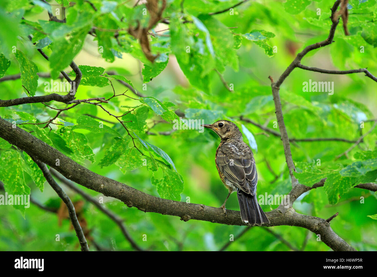 Young American robin (Turdus migratorius) sul ramo dell'albero. Foto Stock