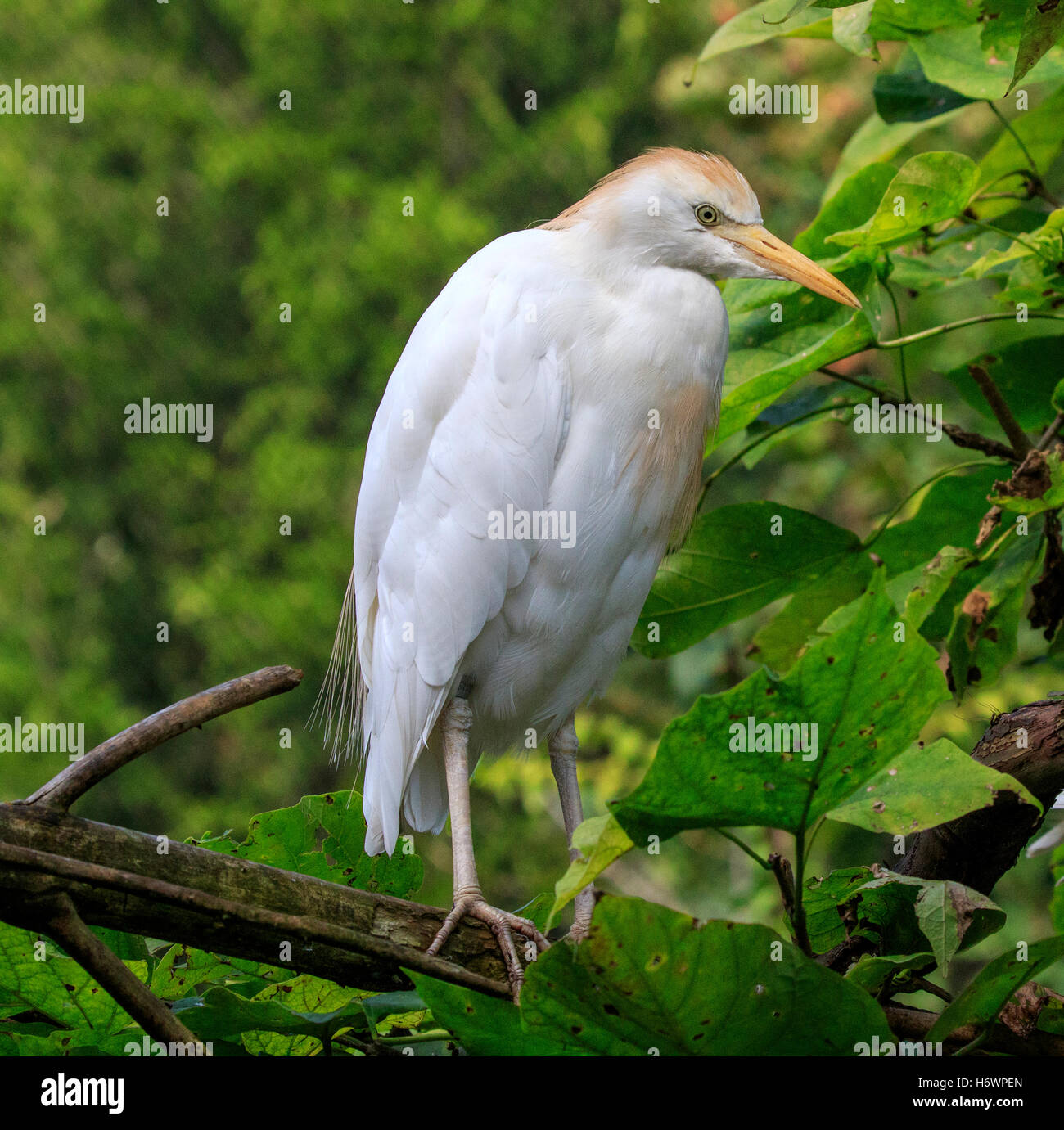 Airone guardabuoi su tree (Bubulcus ibis) Foto Stock