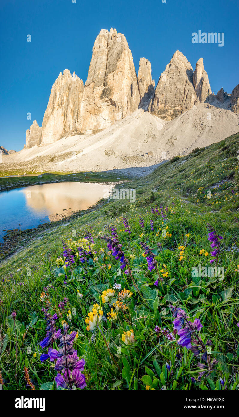 Fiori selvatici alpini sotto le Tre Cime di Lavaredo, Sesto Dolomiti, Alto Adige, Italia. Foto Stock