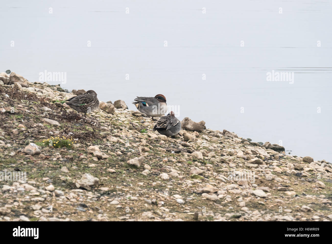 Dormire Teal Foto Stock