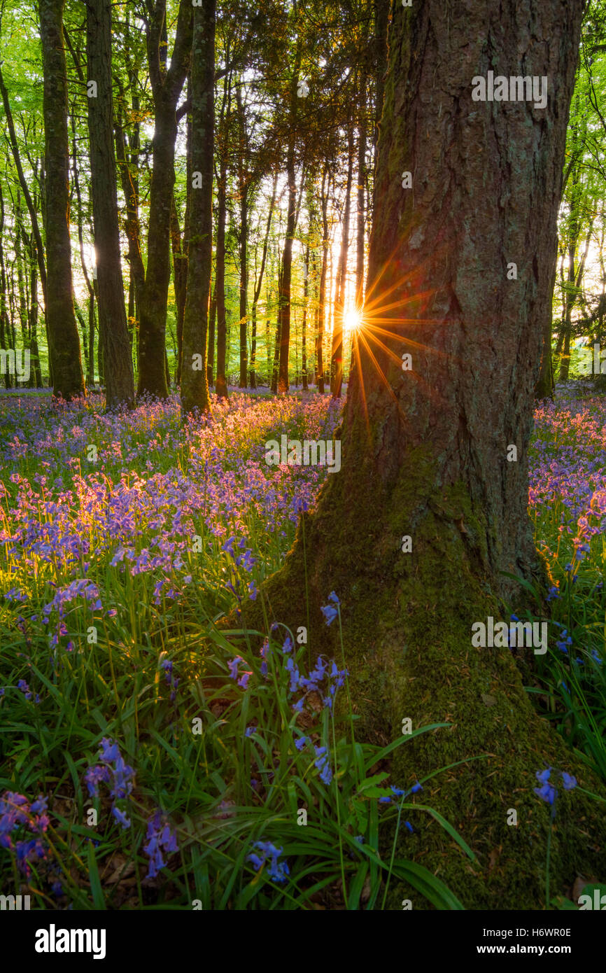 Sole serale e bluebell woodland, Cootehall, nella contea di Roscommon, Irlanda. Foto Stock