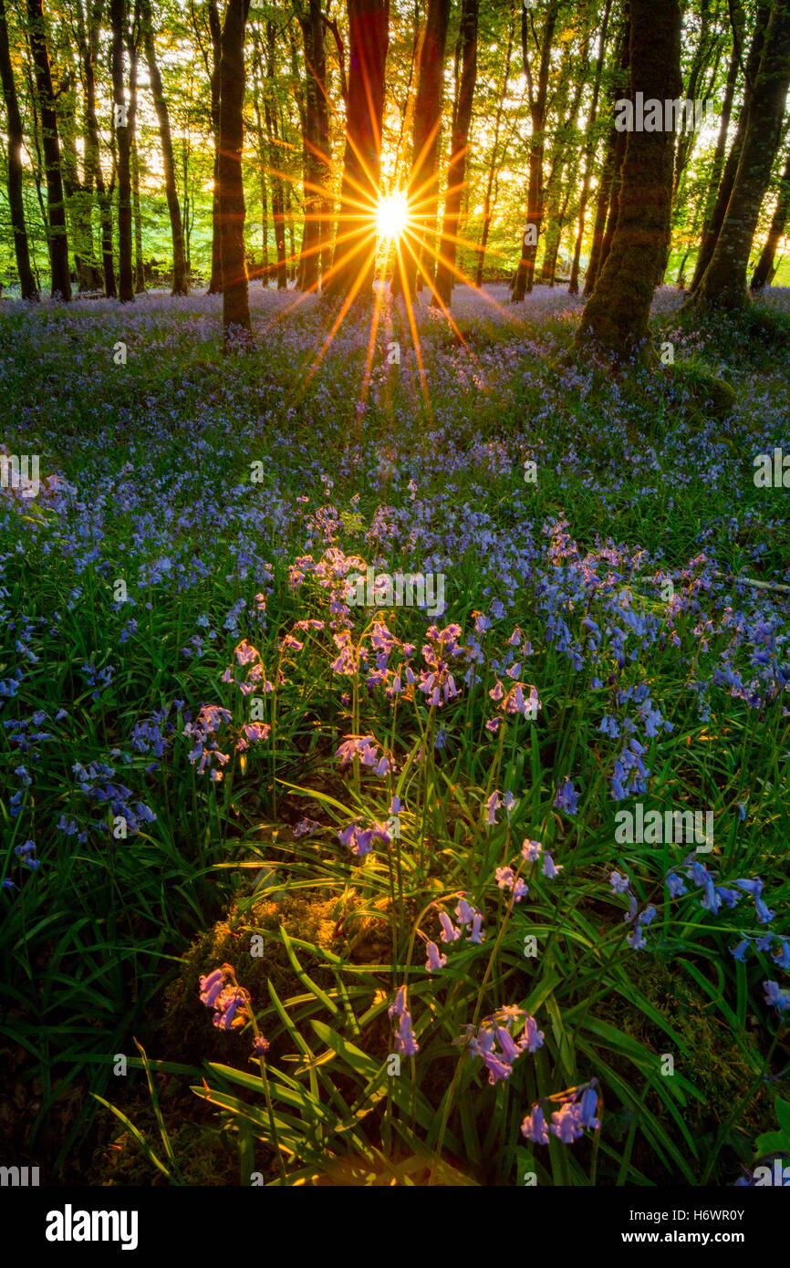 Sole serale e bluebell woodland, Cootehall, nella contea di Roscommon, Irlanda. Foto Stock