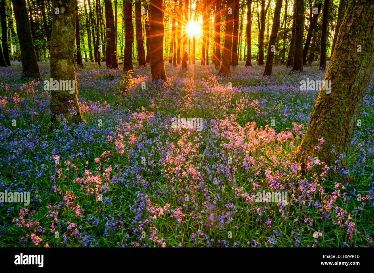 Sole serale e bluebell woodland, Cootehall, nella contea di Roscommon, Irlanda. Foto Stock