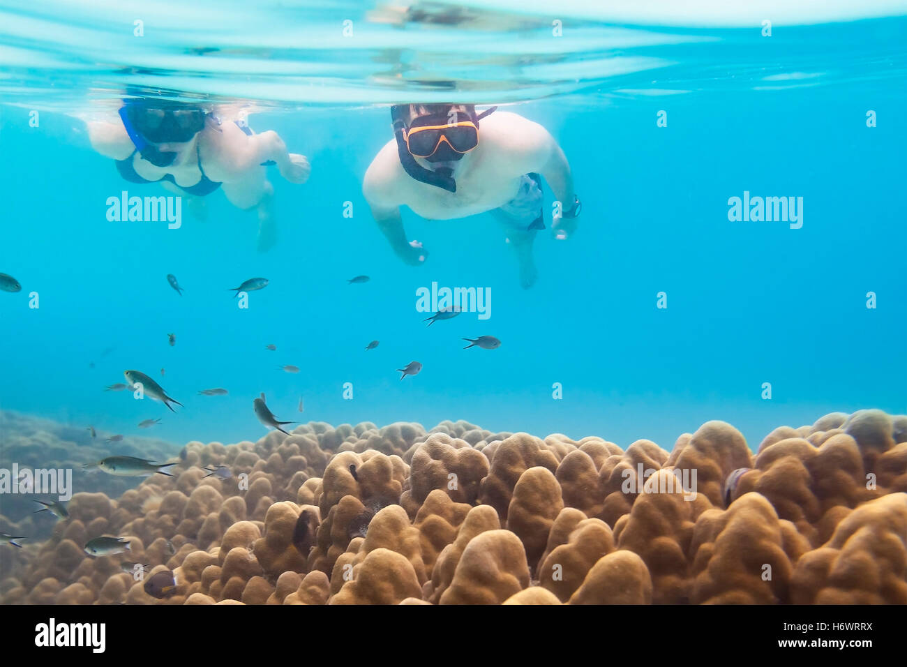 Due amanti dello snorkeling alla scoperta di vita subacquea e coralli durante un tour di snorkeling in un mare tropicale - attiva il concetto di viaggio Foto Stock