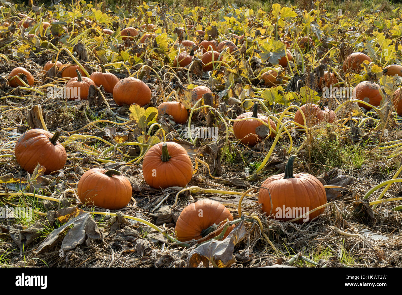 Campo con zucche arancione Foto Stock