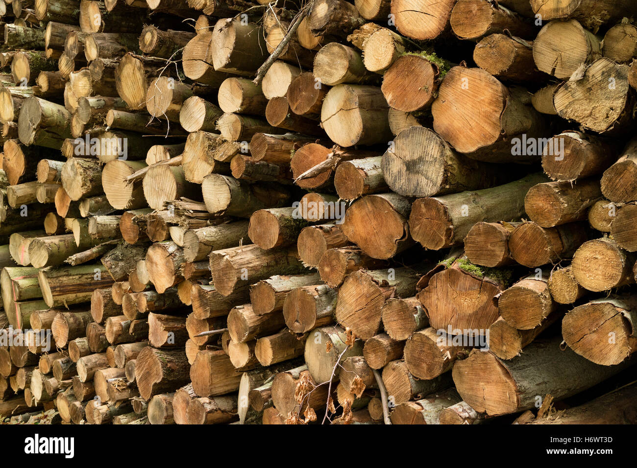 Pila di tronchi tagliati nella foresta per legna da ardere Foto Stock