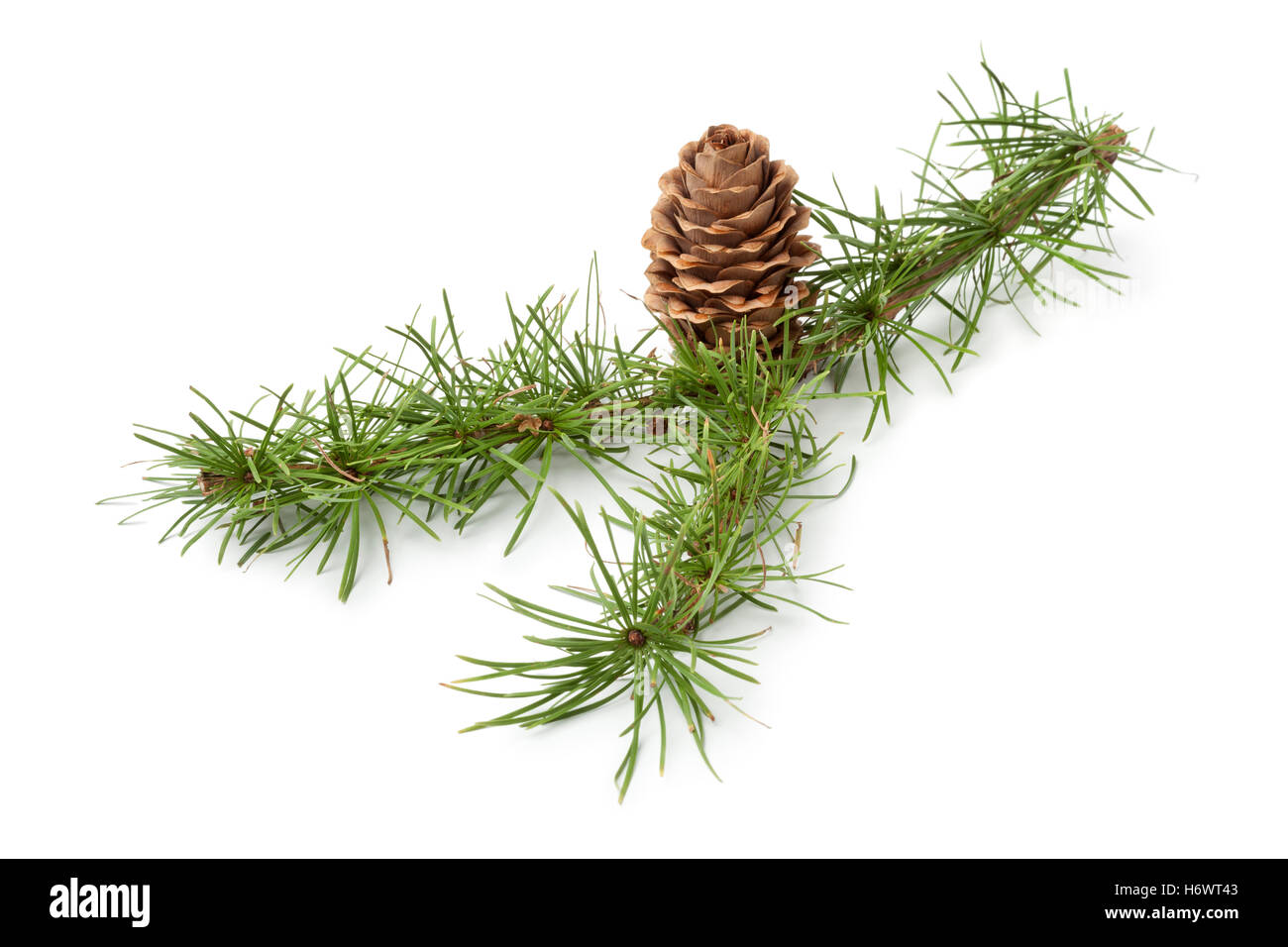 Rametto di conifere con cono per la decorazione su sfondo bianco Foto Stock