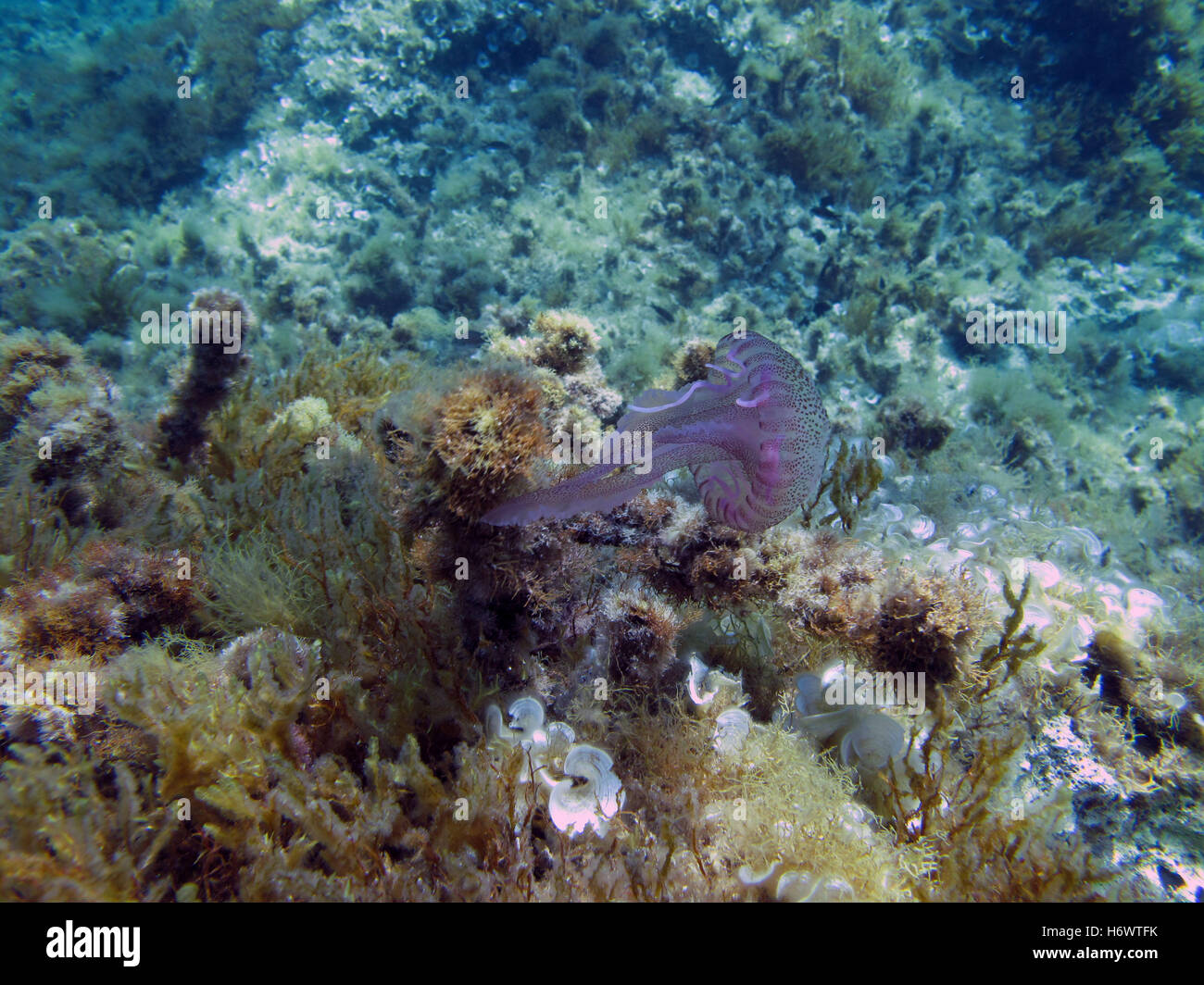 Un viola meduse Stinger su una scogliera del Mediterraneo. Foto Stock