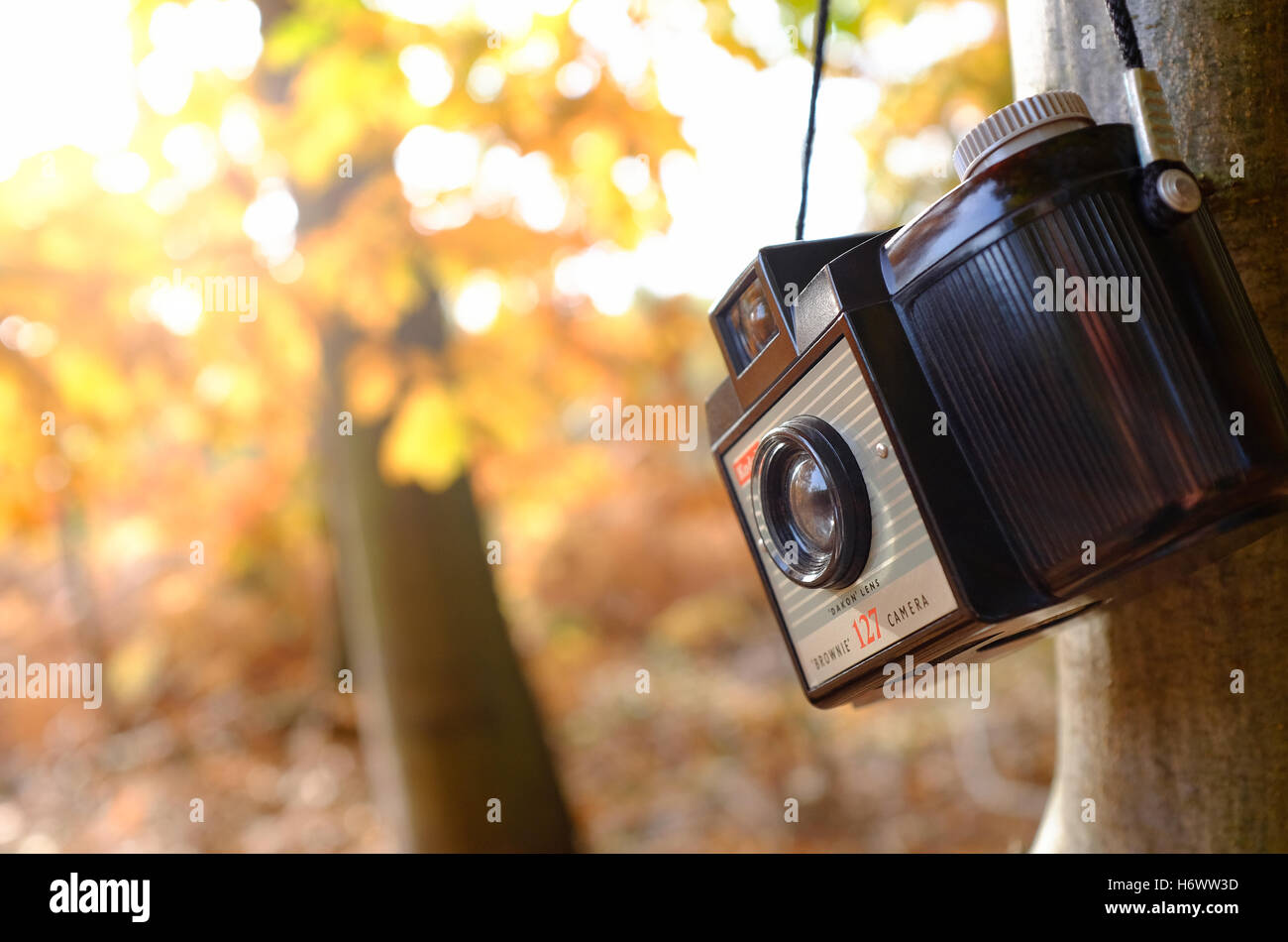 fotocamera kodak brownie 127 nel bosco d'autunno, norfolk, inghilterra Foto Stock