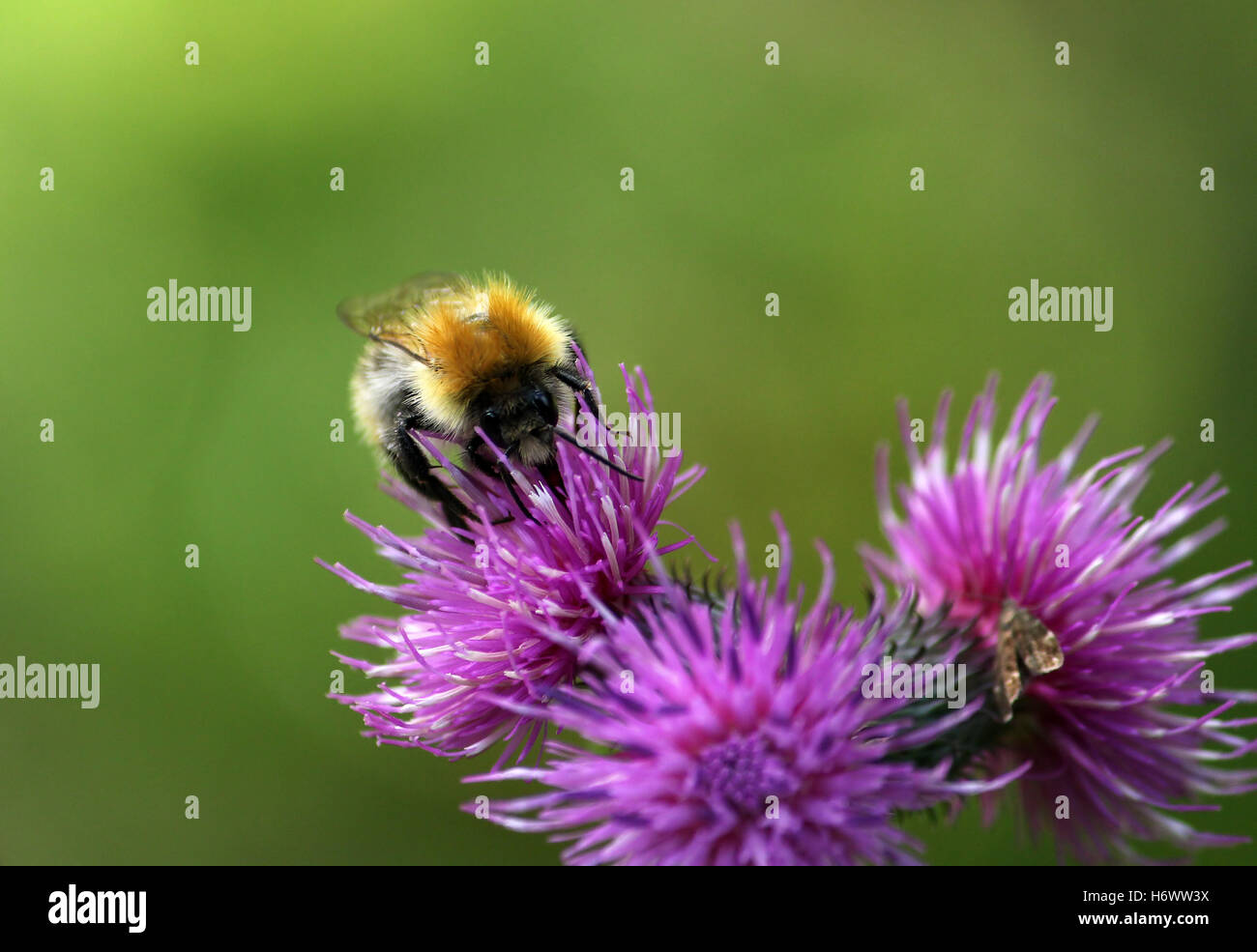 Insetti Ragni Foto Stock