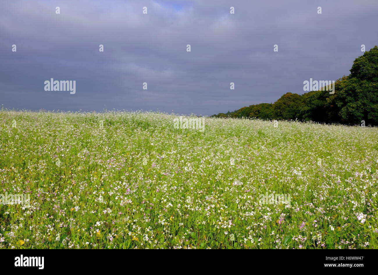 Il Ravanello di olio le colture in campo, Norfolk, Inghilterra Foto Stock