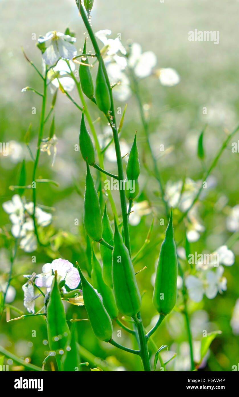 Il Ravanello di olio le colture in campo, Norfolk, Inghilterra Foto Stock