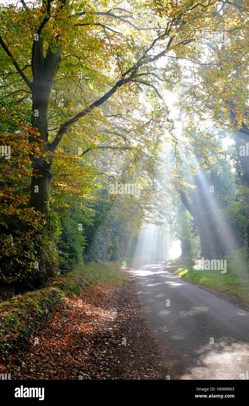 luce del sole che passa attraverso alberi di bosco autunnali, norfolk, inghilterra Foto Stock