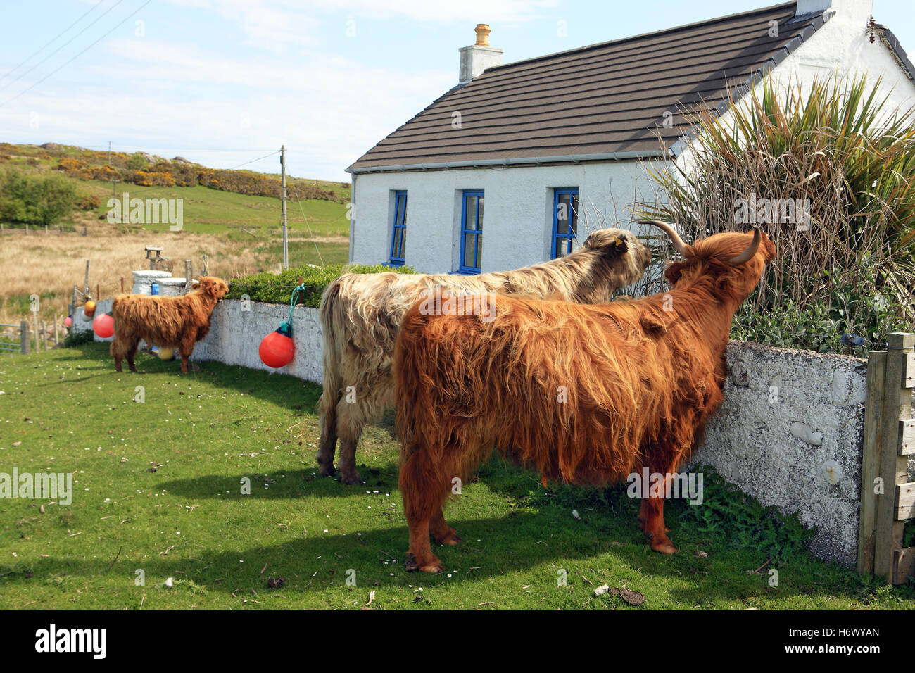 Highland vacche comuni sulla terra di pascolo di mangiare le piante e le siepi di un giardino cottage in Fionnphort Isle of Mull, Scozia Foto Stock