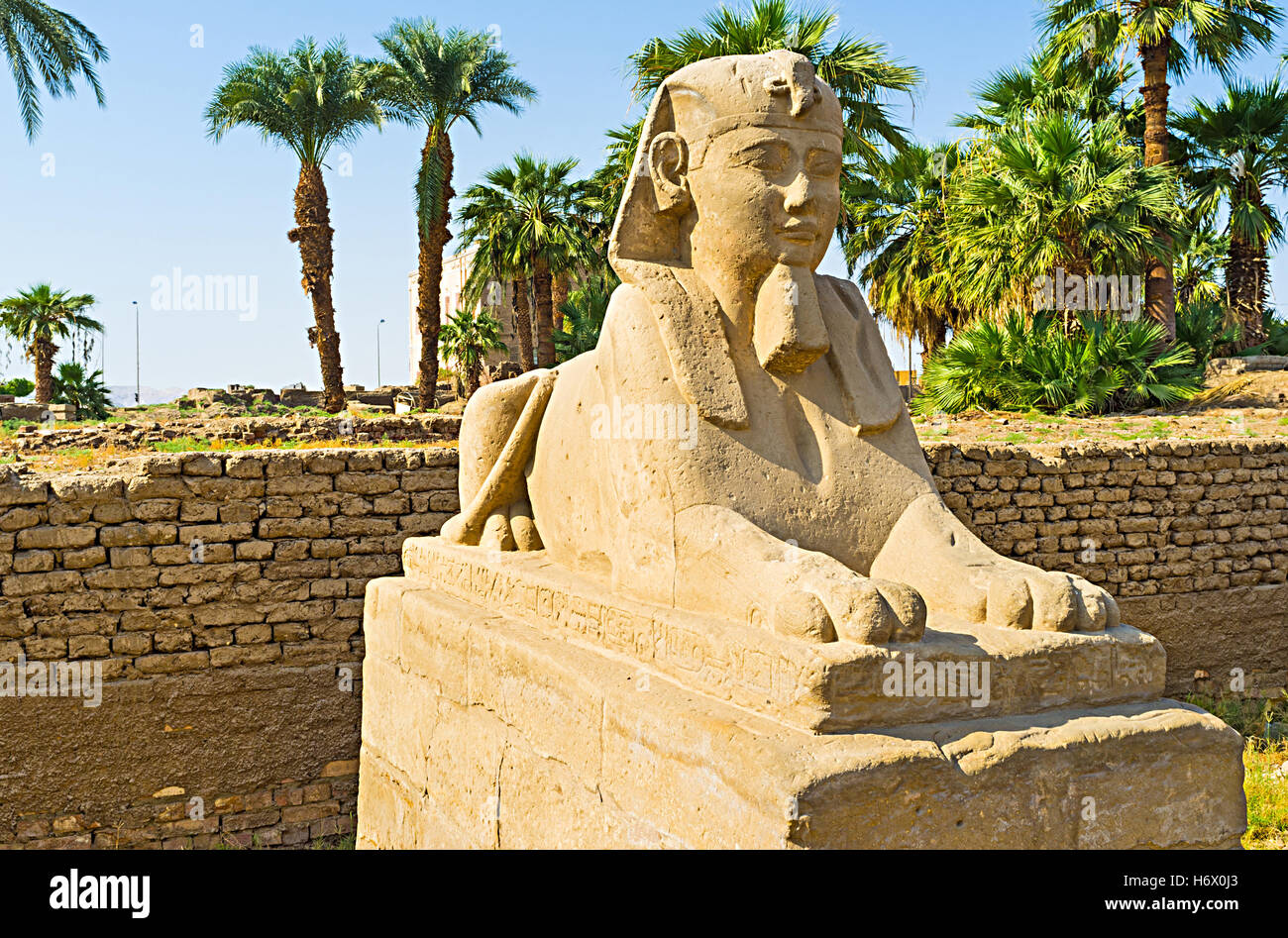 Il ben conservato sphinx, situato sul vicolo, collegando i Templi di Luxor e Karnak Luxor Egitto. Foto Stock