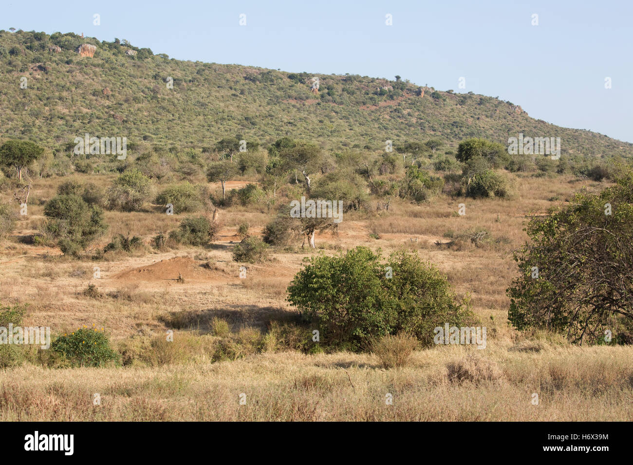 Semi aride arida savana paesaggio con Acacia Boscia e Euphorbia specie Altopiano di Laikipia vicino a Nanyuki Kenya Foto Stock