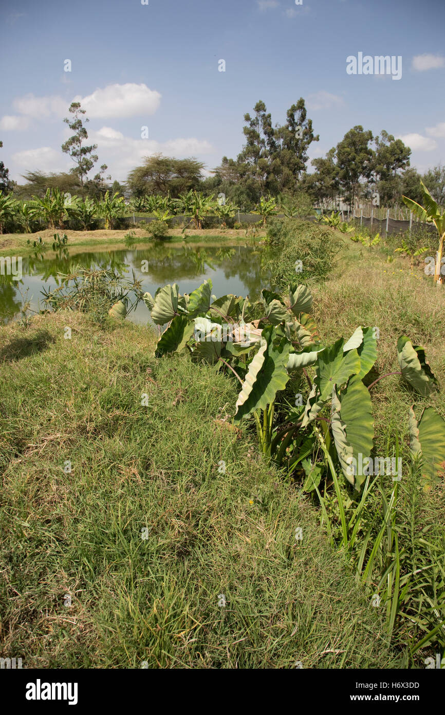 Overflow nel laghetto in zona umida costruito il trattamento di tutte le acque reflue Longonot Orticoltura Ltd Naivasha Kenya Foto Stock