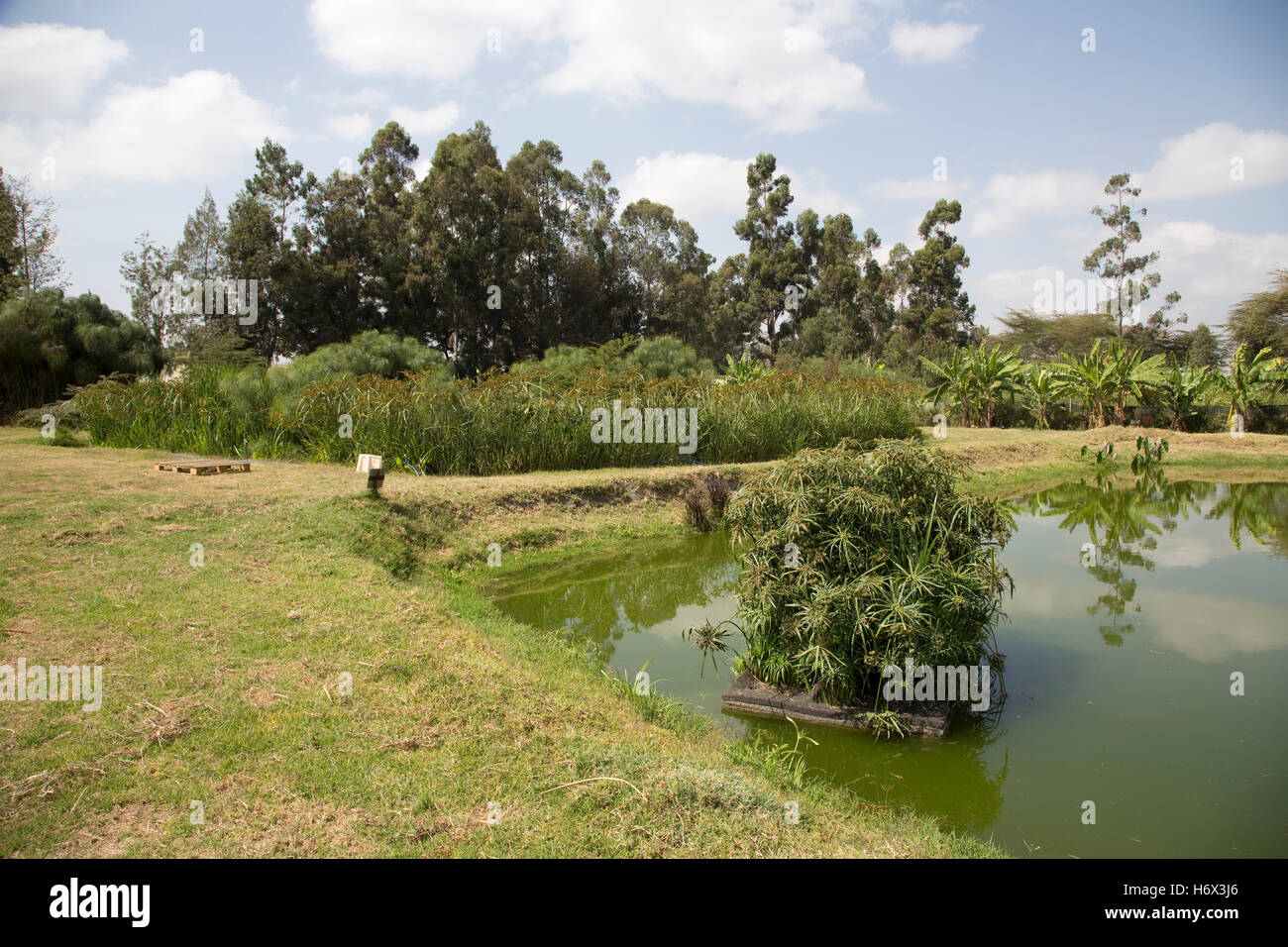 Stagno di pesce nella zona umida costruito il trattamento di tutte le acque reflue Longonot Orticoltura Ltd Naivasha Kenya Foto Stock