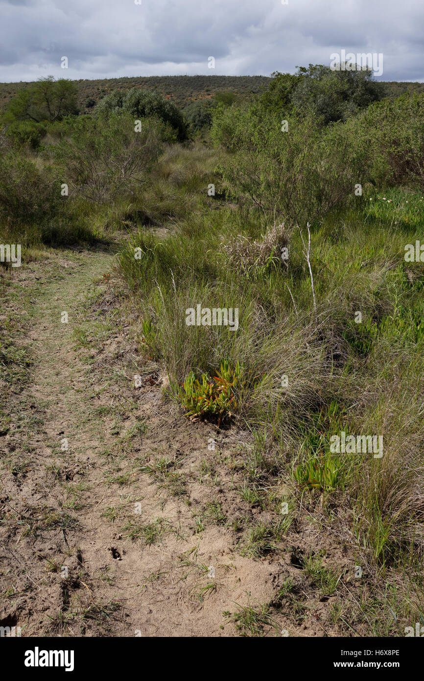 Game drive in Bontebok National Park ai piedi delle montagne Langeberg vicino a Swellendam, Sud Africa. Foto Stock