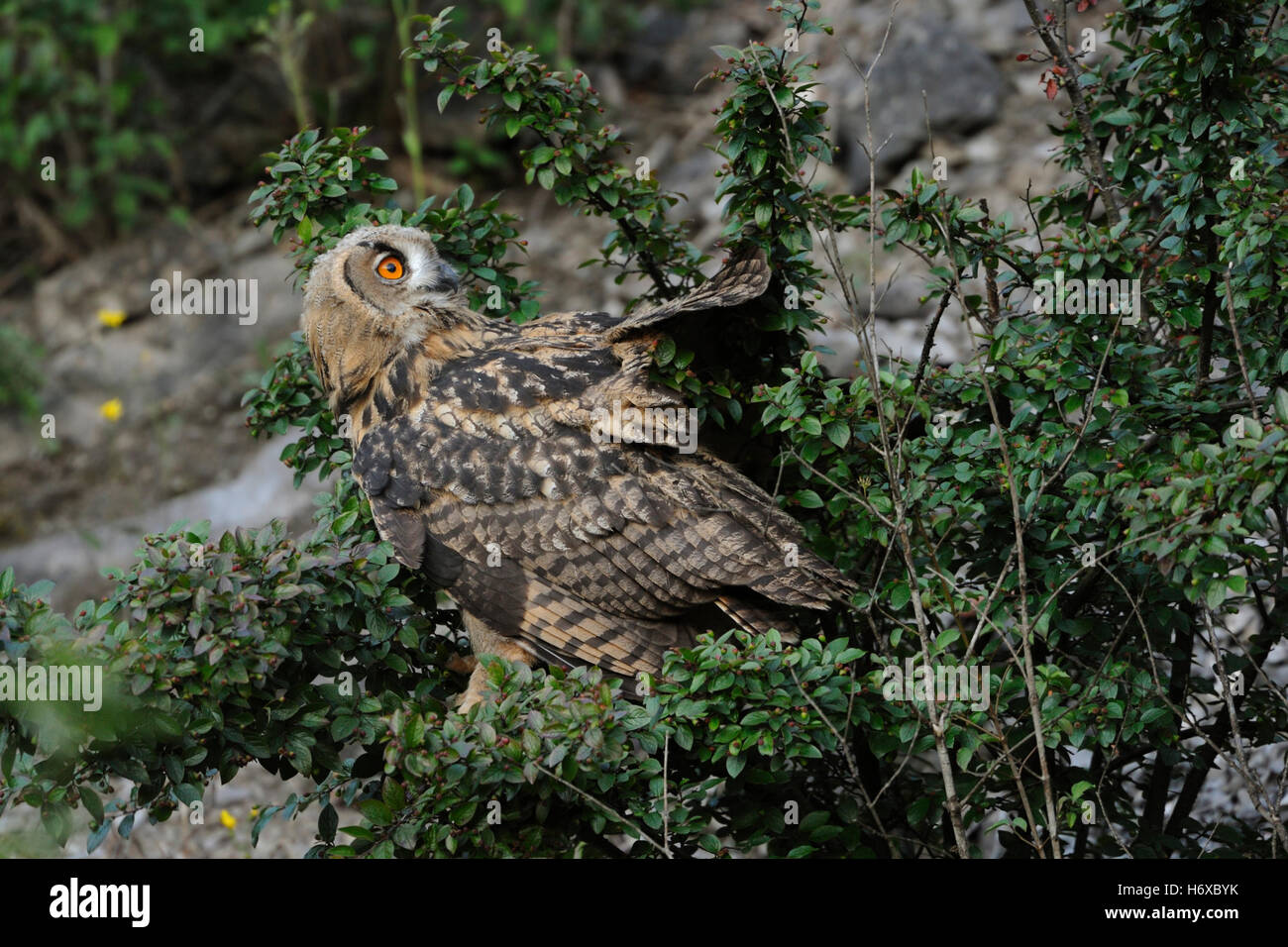 Gufo eurasiatico / Eurasischer Uhu ( bubo bubo ), giovane uccello, atterrato in un cespuglio, ancora pericoloso, guardando indietro, girando la testa, fauna selvatica, Europa. Foto Stock