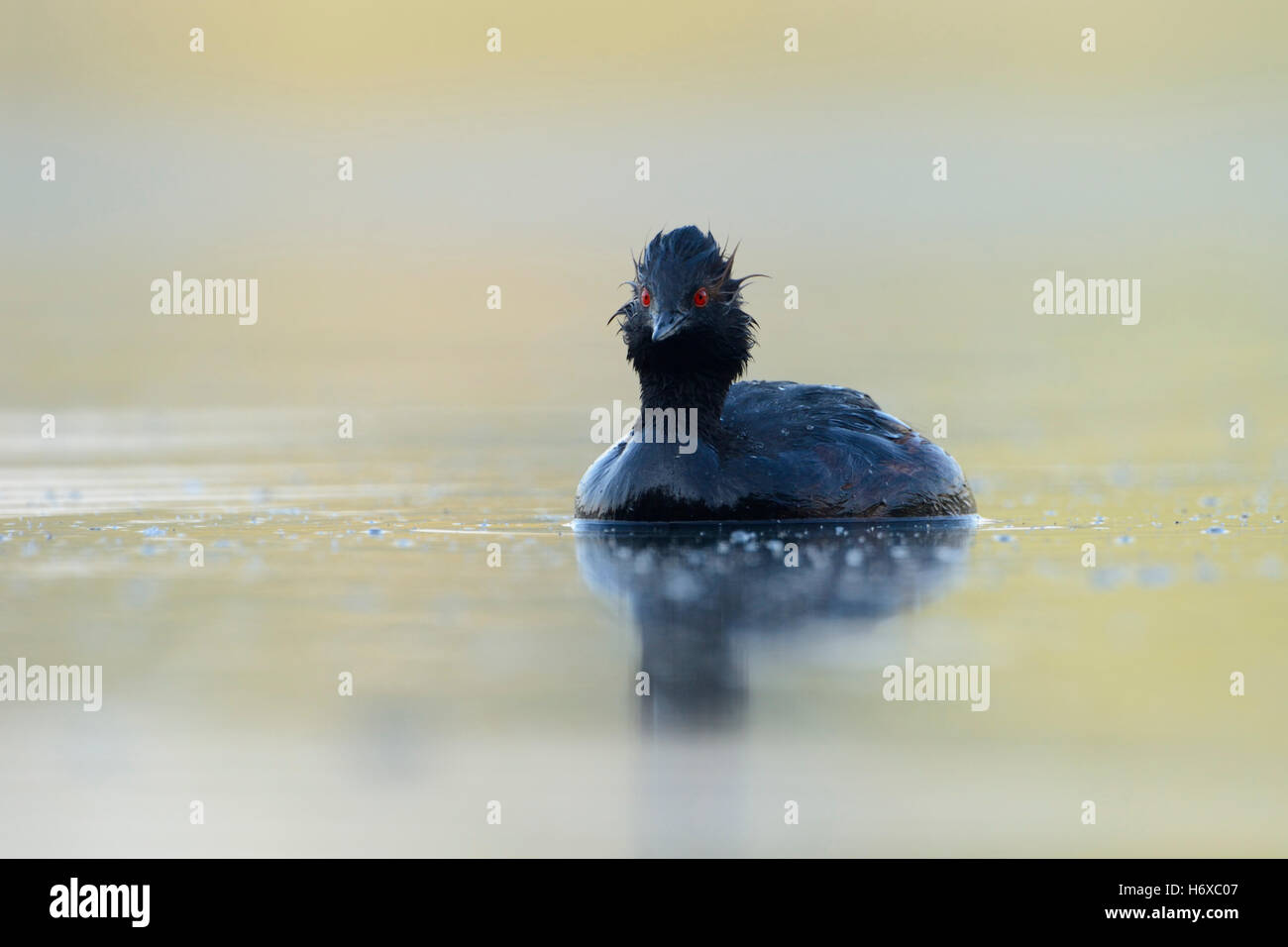 Grebe dal collo nero ( Podiceps nigricollis ), un adulto, occhi rossi accesi, nuoto in acque calme, appena emerso dalle immersioni, dalla fauna selvatica, dall'Europa. Foto Stock