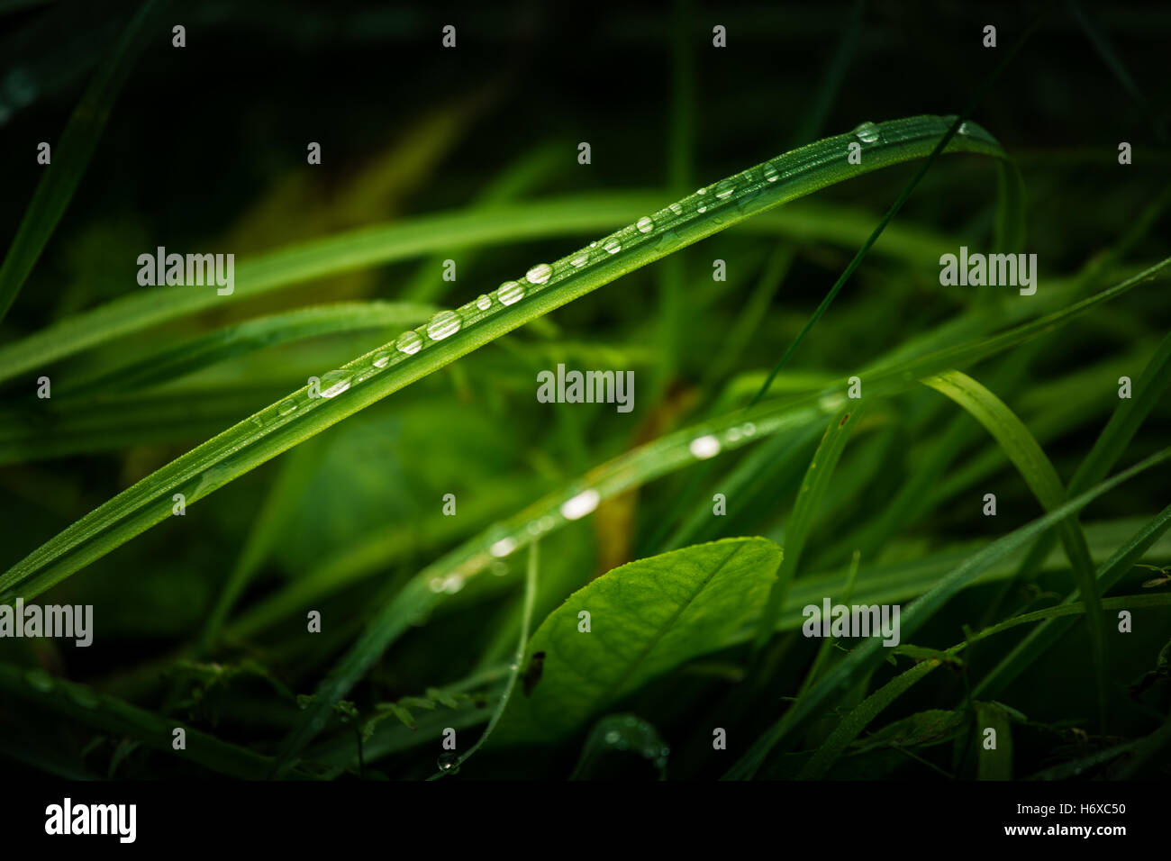 Gocce di pioggia su un'erba Foto Stock