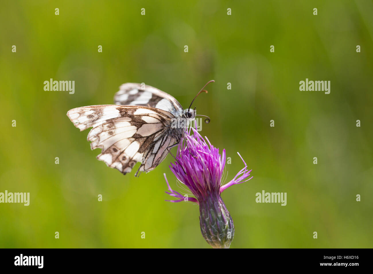 In marmo bianco; Butterfly Melanargia galathea singolo fiore su Cornwall, Regno Unito Foto Stock