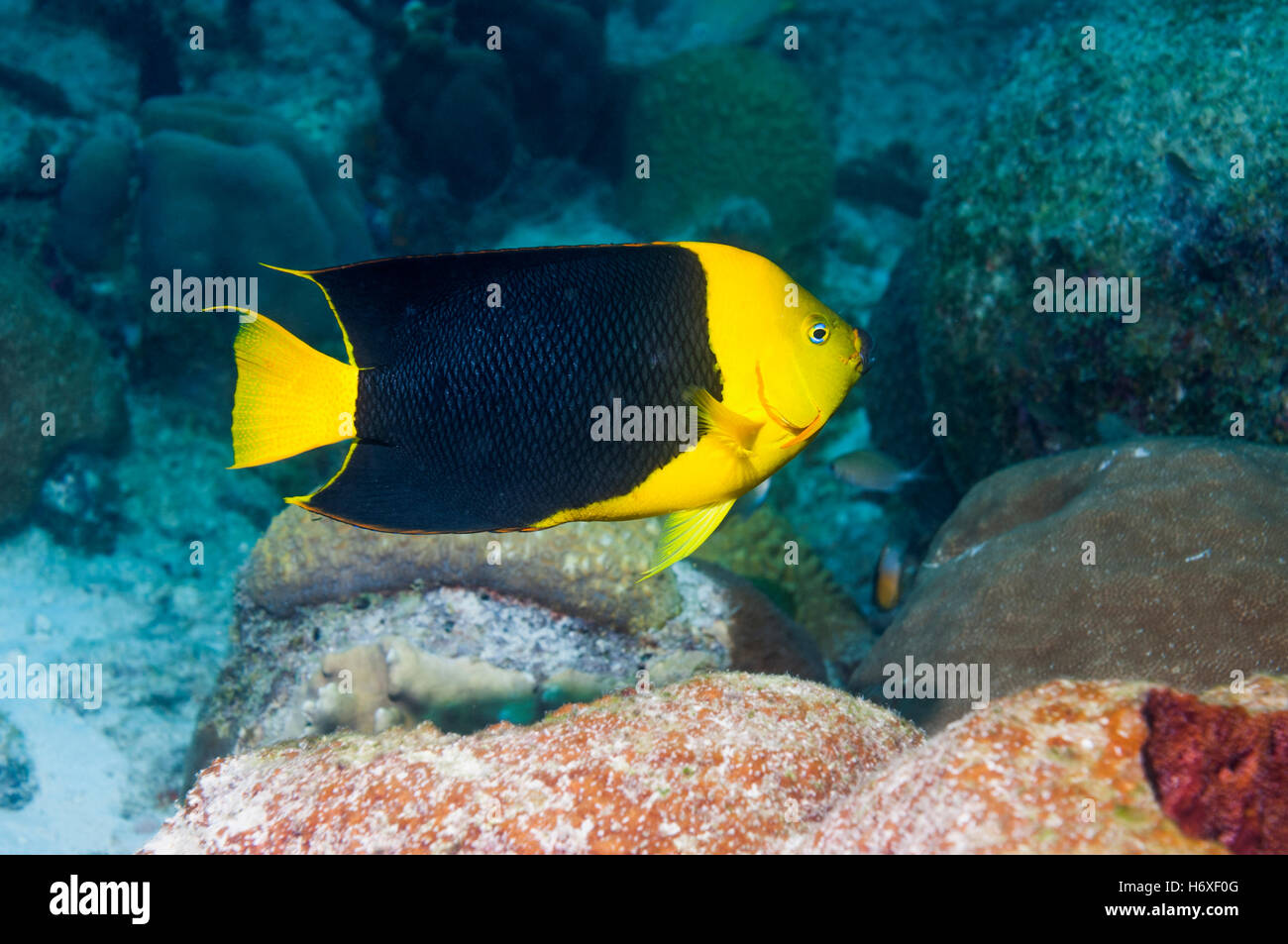 Bellezza rocciosa (Holacanthus tricolore). Bonaire, Antille olandesi, dei Caraibi e Oceano Atlantico. Foto Stock