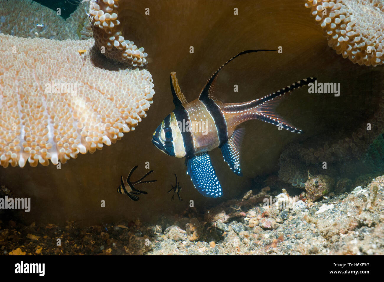 Banggai cardinalfish (Pterapogon kauderni). Foto Stock