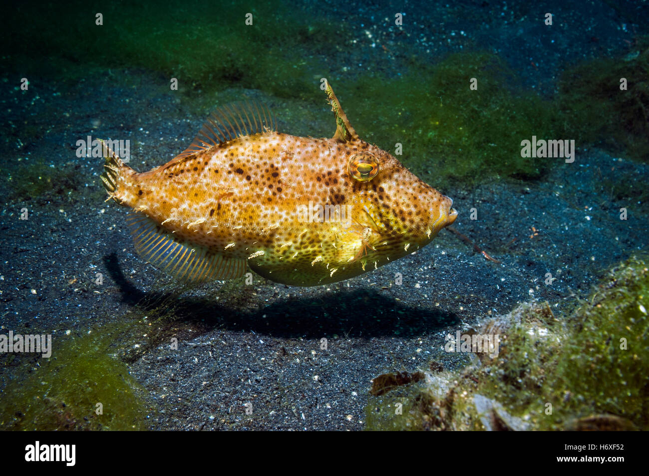 Smallspotted leatherjacket o cinturino filefish erbaccia [Pseudomonacanthus macrurus] coppia. Lembeh, Sulawesi, Indonesia. Foto Stock