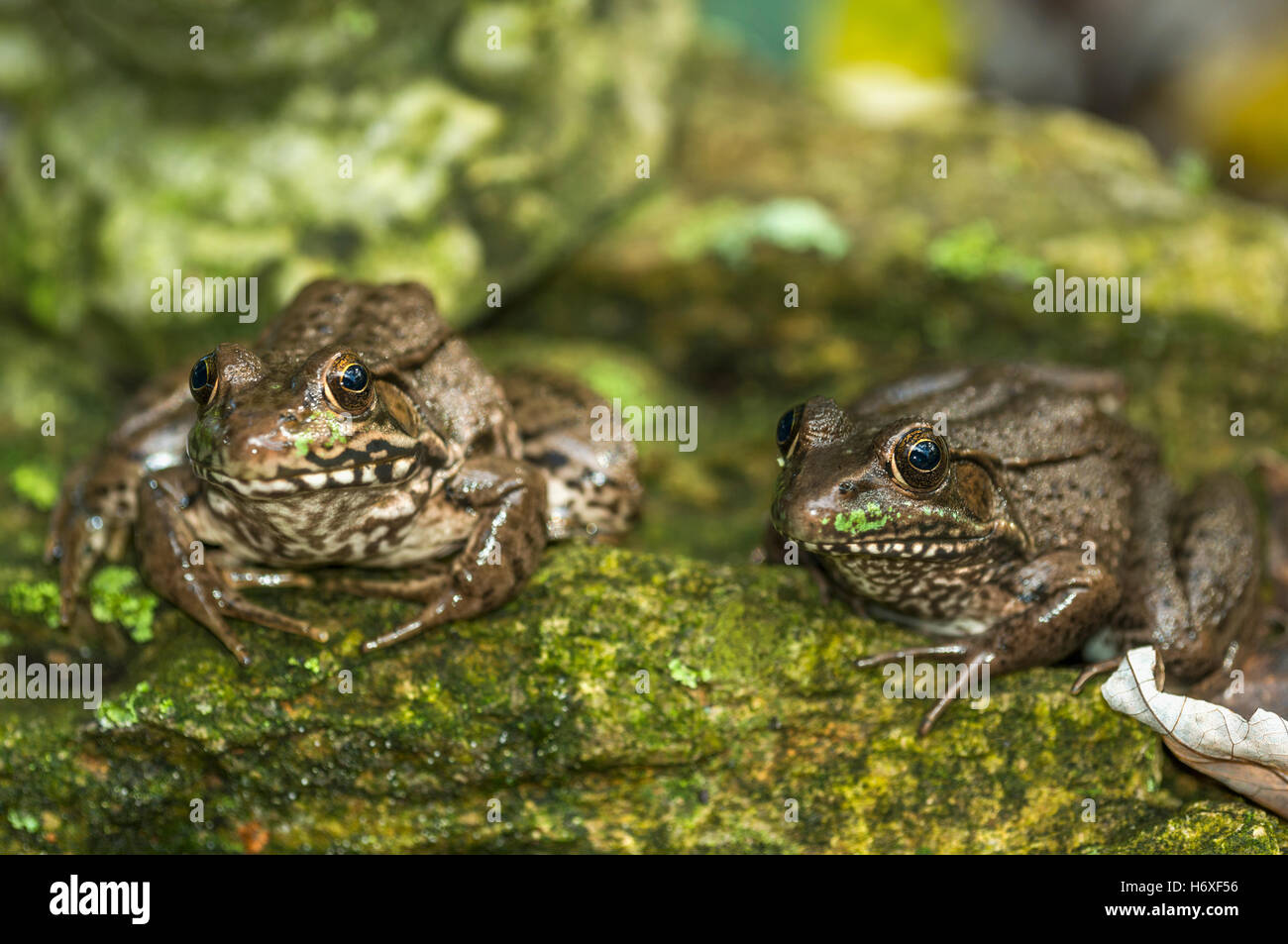 Southern leopard (rana Lithobates sphenocephalus). Tennessee, USA. Foto Stock