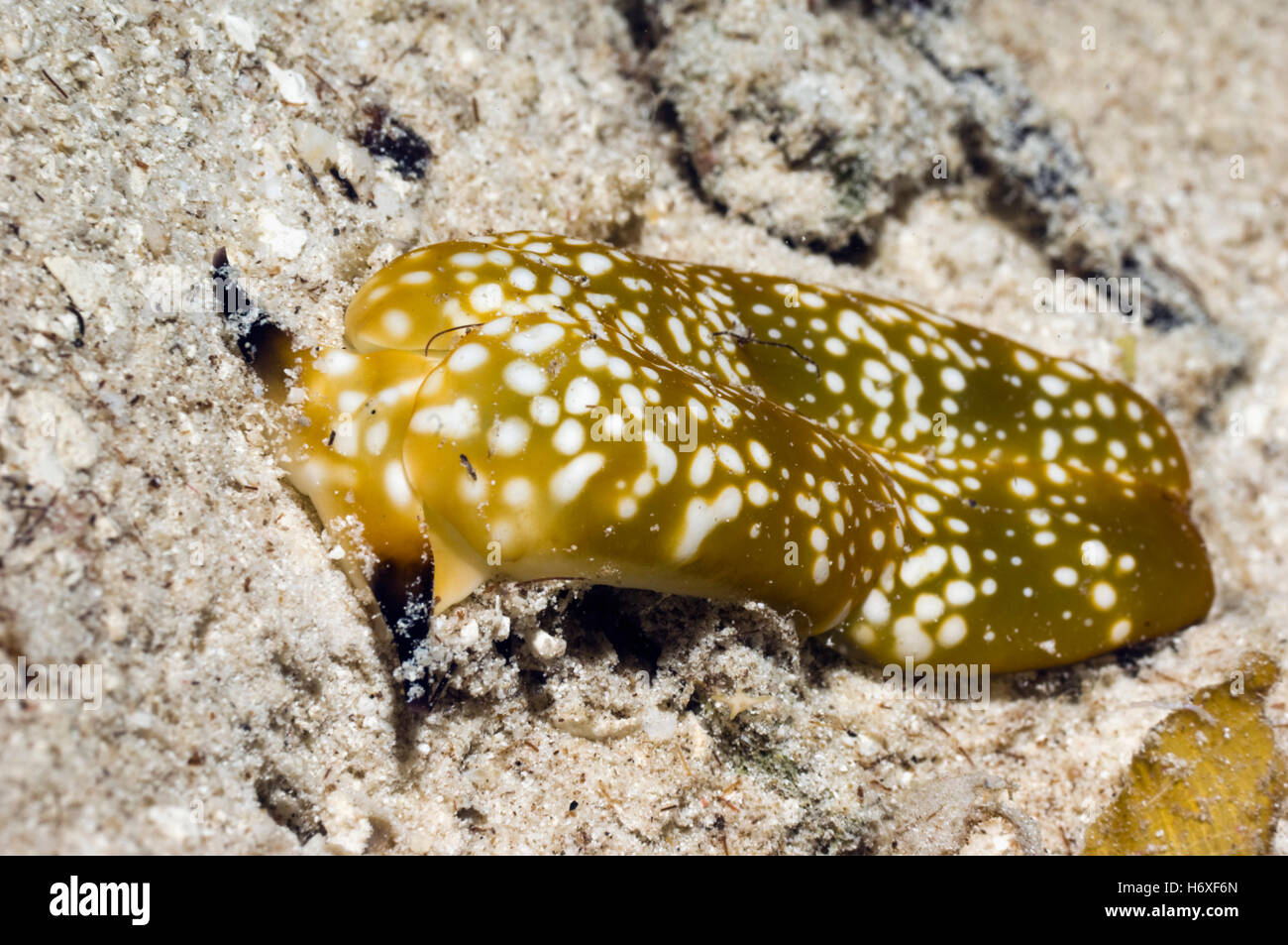 Sea slug - Plakobranchus ocellatus sulla sabbia. Opisthobranch, ordinare sacoglosso. Raja Ampat, Papua occidentale, in Indonesia. Foto Stock