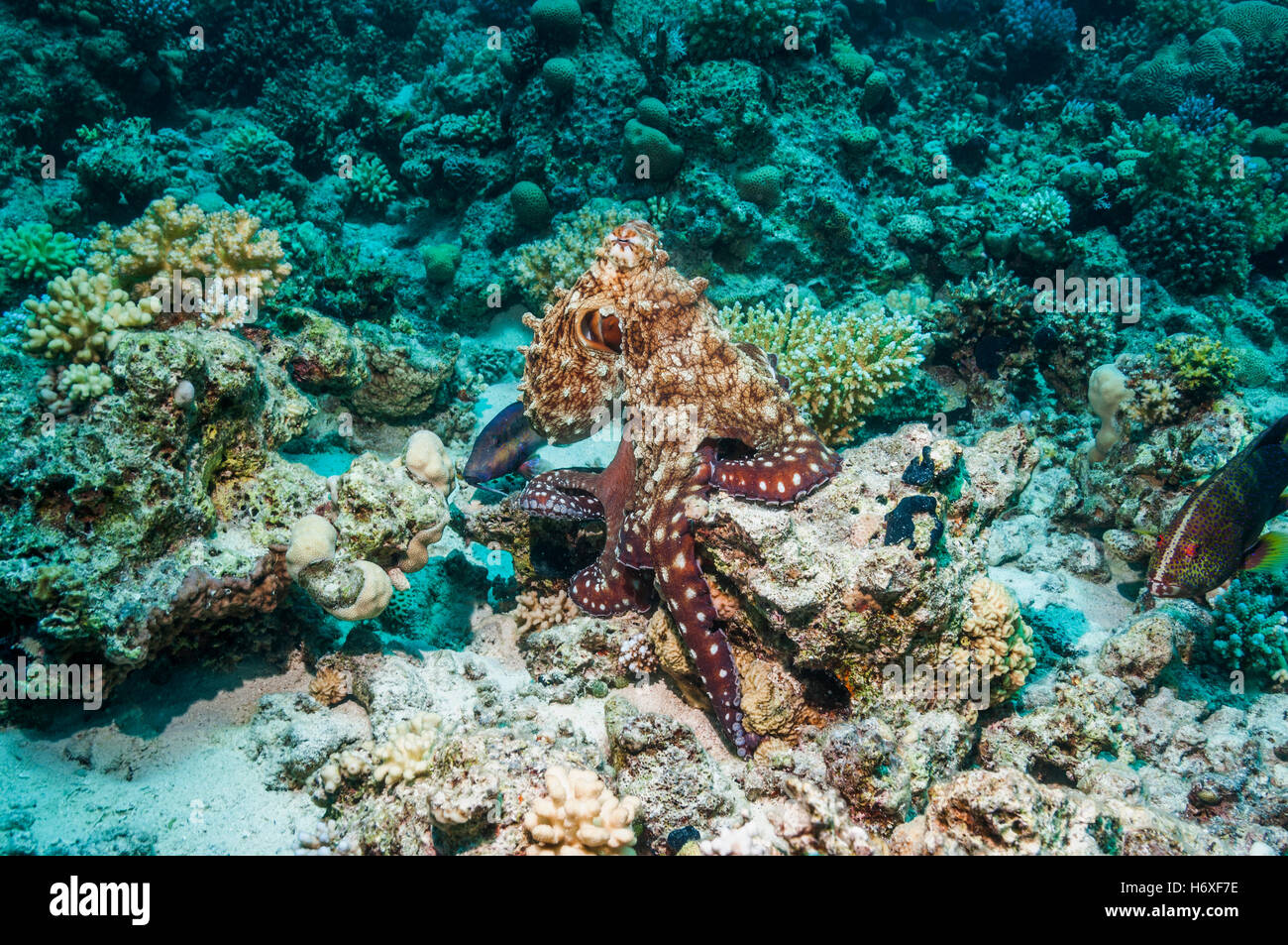 Giornata comune polpo polpo giorno [Octopus cyanea] caccia sulla barriera corallina. Egitto, Mar Rosso. Foto Stock