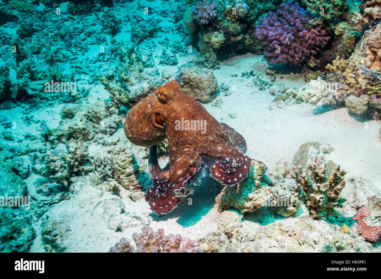 Giornata comune polpo polpo giorno [Octopus cyanea] caccia sulla barriera corallina. Egitto, Mar Rosso. Foto Stock