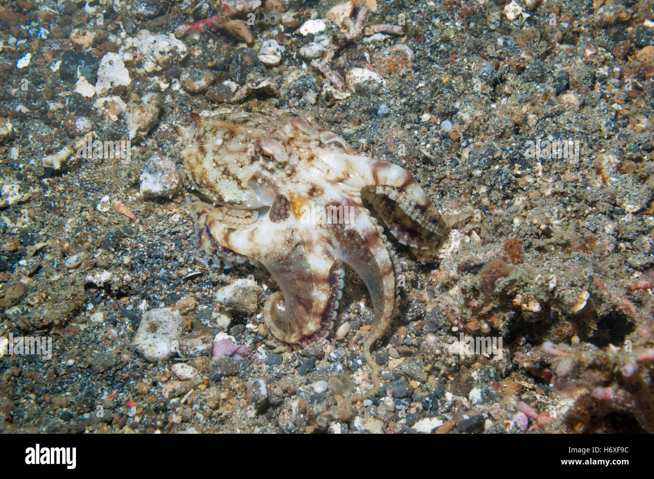 Il veleno ocellate octopus [Amphioctopus siamensis (ex Octopus mototi)]. Lembeh, Sulawesi, Indonesia. Foto Stock