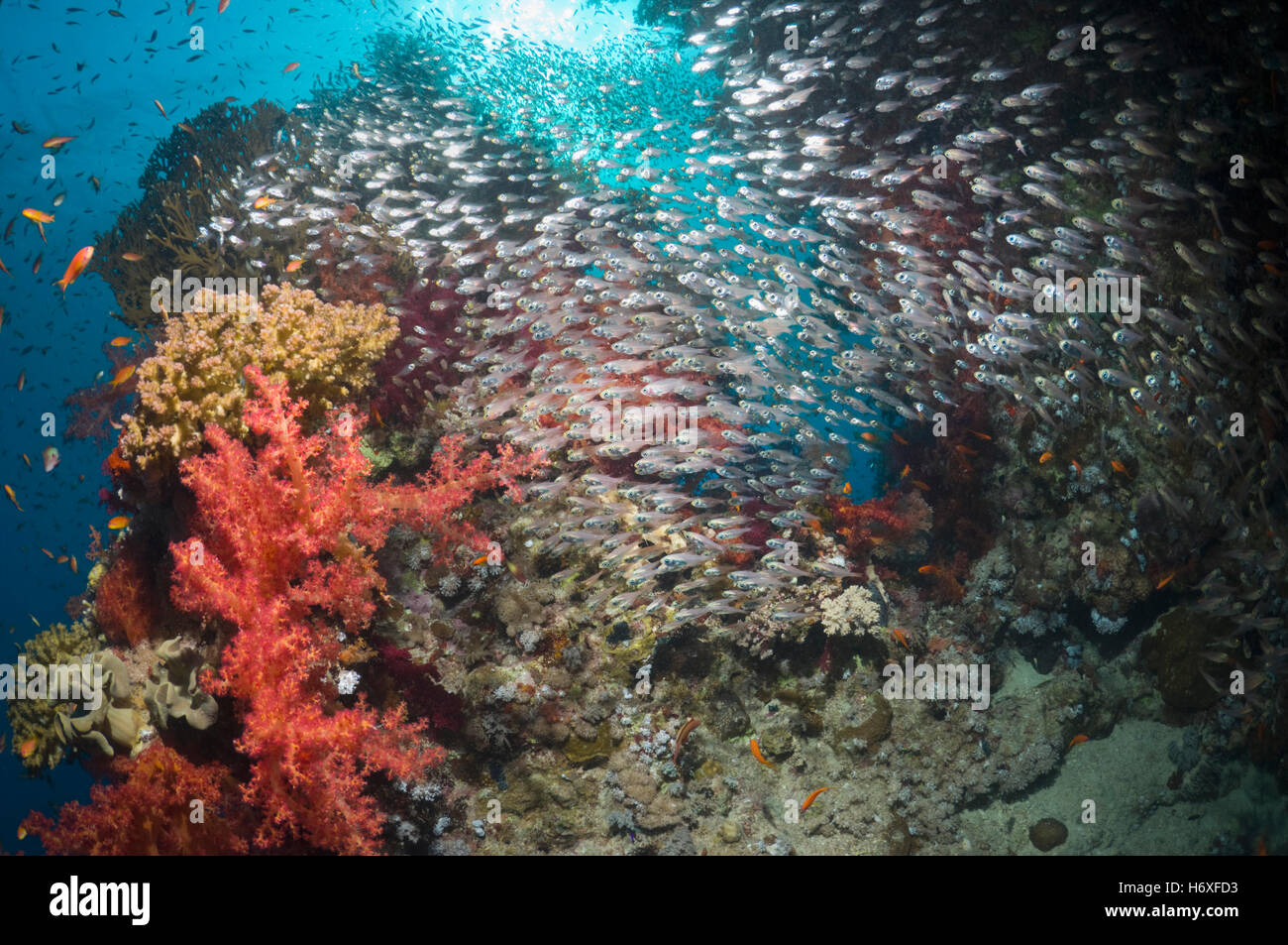 Coral reef paesaggi con coralli molli (Dendronephthya sp) e spazzatrici pigmeo (Parapriacanthus guentheri). Egitto, Mar Rosso. Foto Stock