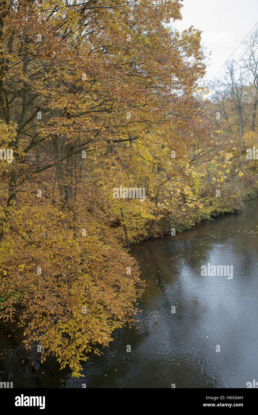 Autunnale di scena in una foresta che si affaccia su un fiume, Foto Stock
