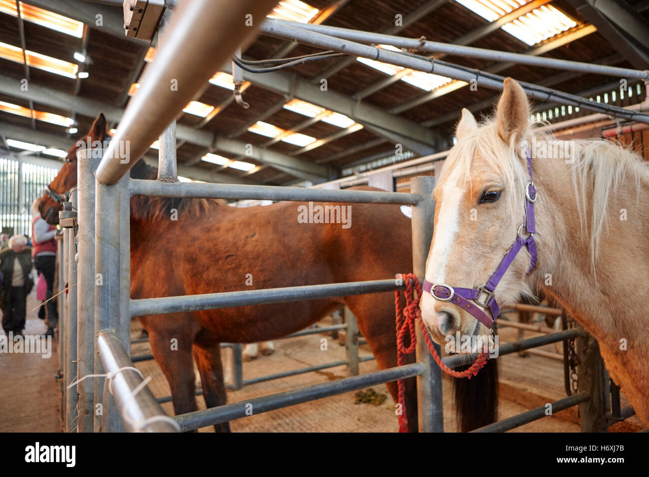 Cavalli in asta a cavallo e asta di bestiame fienile beeston castle England Regno Unito Foto Stock