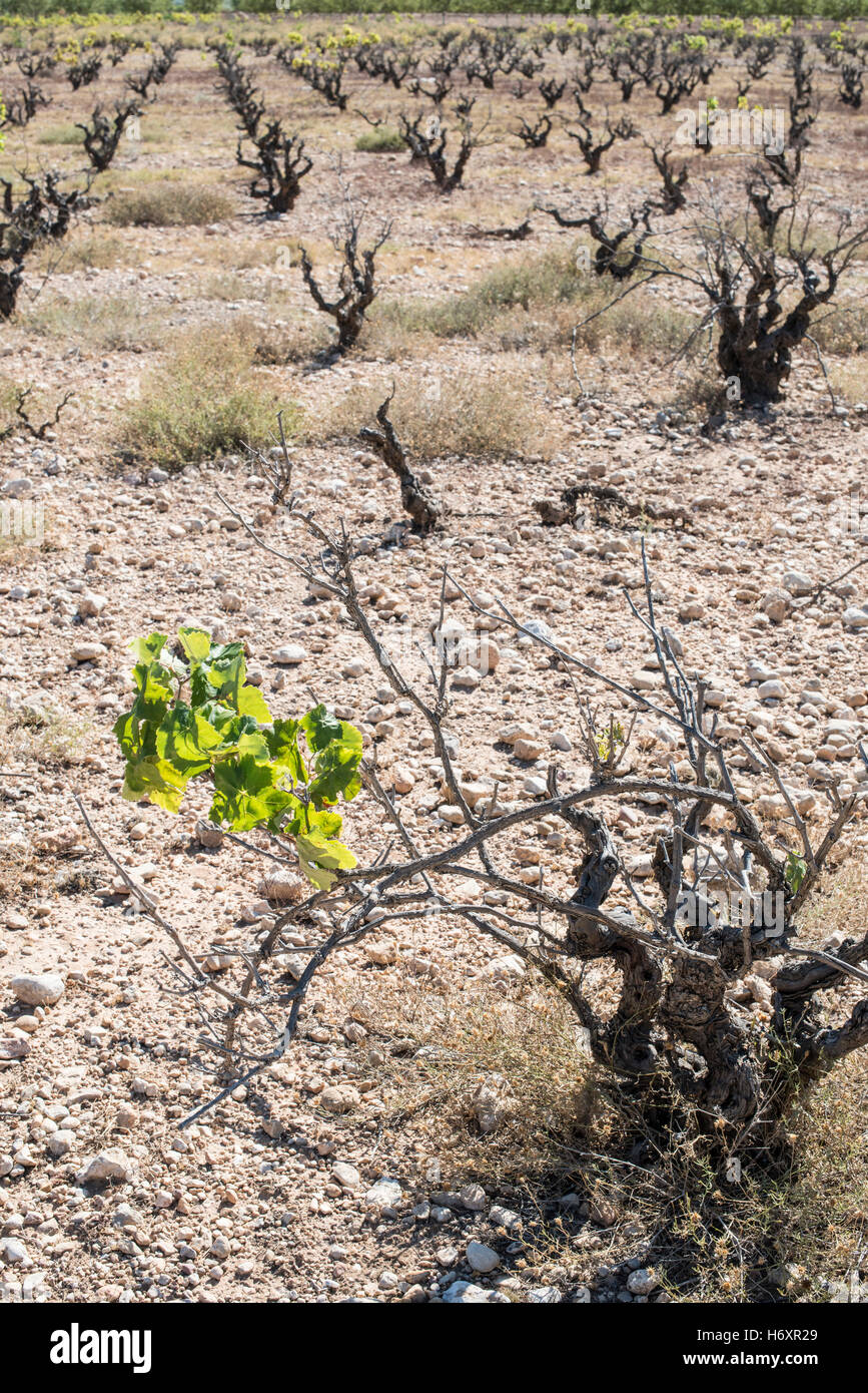 Uve Appassite. Vigneti. Foto Stock