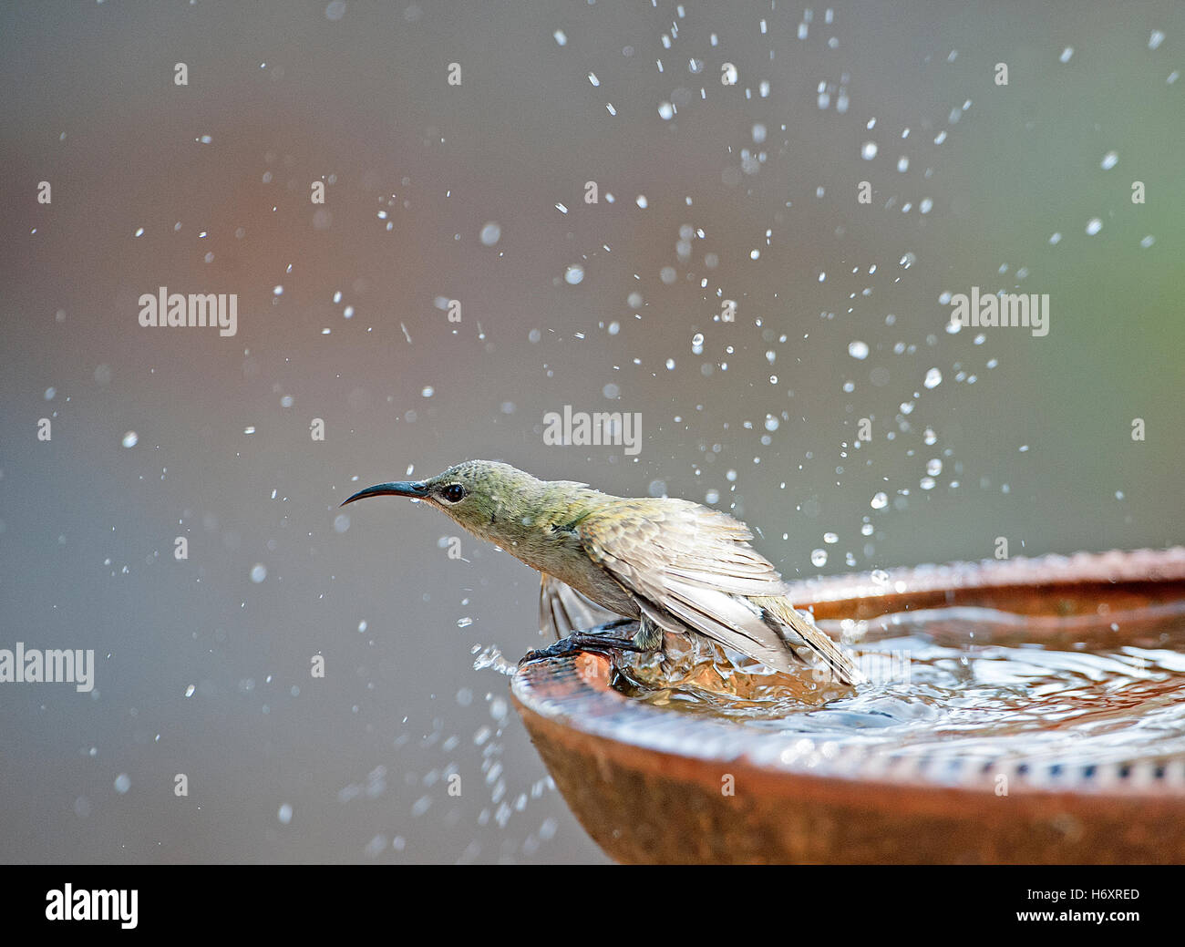 L'immagine di poco spiderhunter (Arachnothera longirostra) in Goa, India Foto Stock