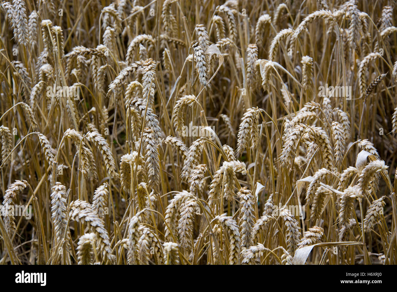 Un campo di grano Foto Stock