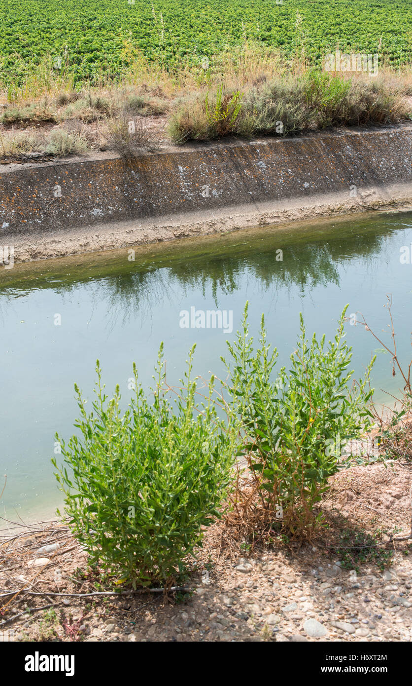 Canale di irrigazione e piante verdi Foto Stock